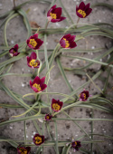 Violtulpan ''Persion Pearl'', lilaröda, stjärnformade blommor med smörgul mitt.