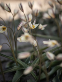 Dvärgtulpan, vita blommor med klargul mitt.