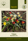 Tulipa Blandade arter, Framsida
