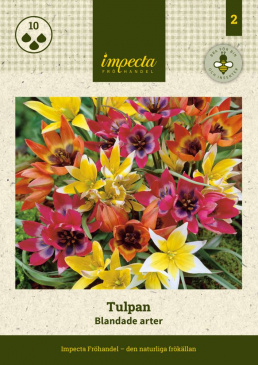Tulipa Blandade arter, Framsida