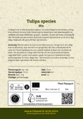 Tulipa Blandade arter, Odlingsanvisning
