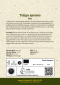 Tulipa Blandade arter, Odlingsanvisning