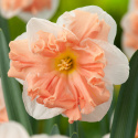 Stjärnnarciss  'Apricot Whirl'  5 st, med sina stora, vita, ljuvliga blommor med imponerande, krusig mittkrona i aprikos.