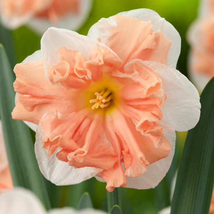 Stjärnnarciss 'Apricot Whirl' 5 st, med sina stora, vita, ljuvliga blommor med imponerande, krusig mittkrona i aprikos.