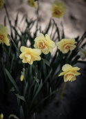 Stjärnnarciss ''Tahiti'', fylld narciss med ljusgul blomma och rödorange stänk.