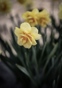 Stjärnnarciss ''Tahiti'', fylld narciss med ljusgul blomma och rödorange stänk.