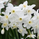 Trädgårdstazett  'Silver Chimes' 5 st, Väldoftande, silvervita blommor med en ljust smörgul, liten trumpet.