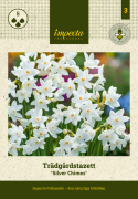 Trädgårdstazett  'Silver Chimes' 5 st, Väldoftande, silvervita blommor med en ljust smörgul, liten trumpet.