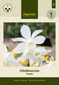 Orkidénarciss 'Thalia' 5 st