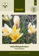 Hybridbägarkrokus ''Cream Beauty'', krokus med varmgula, små blommor.