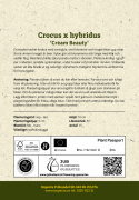 Hybridbägarkrokus ''Cream Beauty'', krokus med varmgula, små blommor.