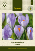 Toscanakrokus  'Rosalind' 20 st, Bedårande lilarosa toscanakrokus, ursprungligen från nordvästra Italien.
