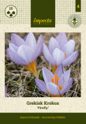 Grekisk Krokus ''Firefly'', en bedårande söt rosalila krokus.