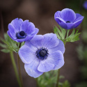 Bukettanemon ''Mr. Fokker'', lysande violettblå, enkelblommande anemon