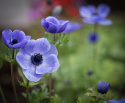 Bukettanemon ''Mr. Fokker'', lysande violettblå, enkelblommande anemon