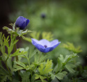 Bukettanemon ''Mr. Fokker'', lysande violettblå, enkelblommande anemon