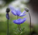 Bukettanemon ''Mr. Fokker'', lysande violettblå, enkelblommande anemon