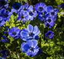 Bukettanemon ''Mr. Fokker'', lysande violettblå, enkelblommande anemon