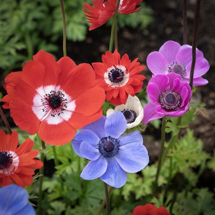 Bukettanemon ''De Caen Mix'', enkelblommande anemoner i lila, rött, blått och vi