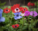 Bukettanemon ''De Caen Mix'', enkelblommande anemoner i lila, rött, blått och vi