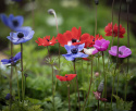 Bukettanemon ''De Caen Mix'', enkelblommande anemoner i lila, rött, blått och vi