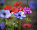 Bukettanemon ''De Caen Mix'', enkelblommande anemoner i lila, rött, blått och vi