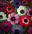Bukettanemon ''De Caen Mix'', enkelblommande anemoner i lila, rött, blått och vi