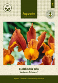 Holländsk Iris 'Autumn Princess' 10 st