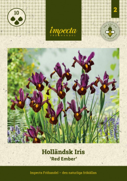 Holländsk Iris 'Red Ember' 10 st