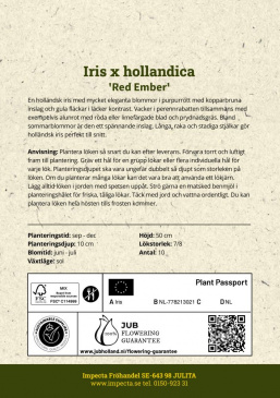 Holländsk Iris ''Red Ember'' odlingsanvisning
