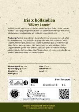 Holländsk Iris ''Silvery Beauty'' odlingsanvisning