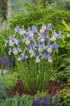 Holländsk Iris 'Silvery Beauty' 10 st