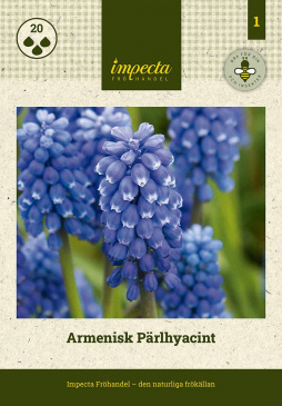 Armenisk Pärlhyacint 20 st
