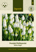 Persisk Pärlhyacint 'White Magic' 15 st