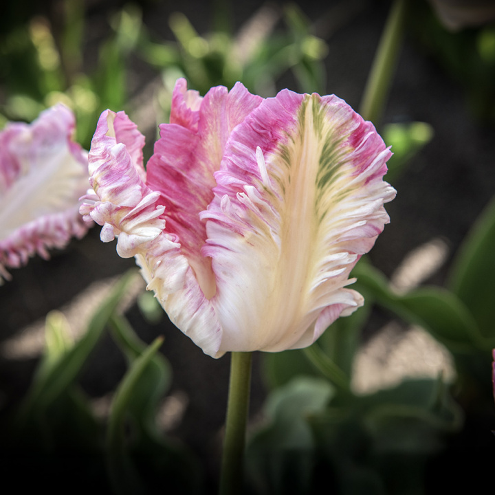 Papegojtulpan ''Cabanna'', charmfullt formade rosavita blommor.