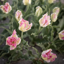 Papegojtulpan ''Cabanna'', charmfullt formade rosavita blommor.