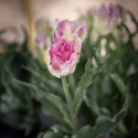 Papegojtulpan ''Cabanna'', charmfullt formade rosavita blommor.