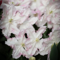 Papegojtulpan ''Cabanna'', charmfullt formade rosavita blommor.