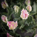 Papegojtulpan ''Cabanna'', charmfullt formade rosavita blommor.