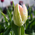 Papegojtulpan ''Cabanna'', charmfullt formade rosavita blommor.
