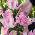 Papegojtulpan ''Cabanna'', charmfullt formade rosavita blommor.