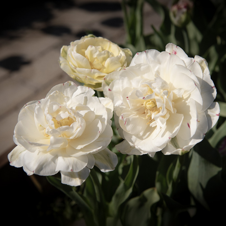 Tulpan ''Danceline'', fyllda, vita blommor med mörkrosa till röda streck.