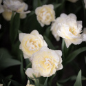 Tulpan ''Danceline'', fyllda, vita blommor med mörkrosa till röda streck.