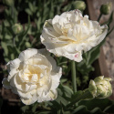 Tulpan ''Danceline'', fyllda, vita blommor med mörkrosa till röda streck.