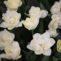 Tulpan ''Danceline'', fyllda, vita blommor med mörkrosa till röda streck.