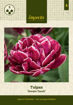 Tulpan 'Dream Touch' 5 st