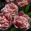Tulpan ''Queensland'', romantisk, fylld med fransiga blommor i rosa och vitt.