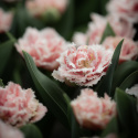 Tulpan ''Queensland'', romantisk, fylld med fransiga blommor i rosa och vitt.