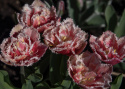 Tulpan ''Queensland'', romantisk, fylld med fransiga blommor i rosa och vitt.