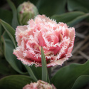 Tulpan ''Queensland'', romantisk, fylld med fransiga blommor i rosa och vitt.